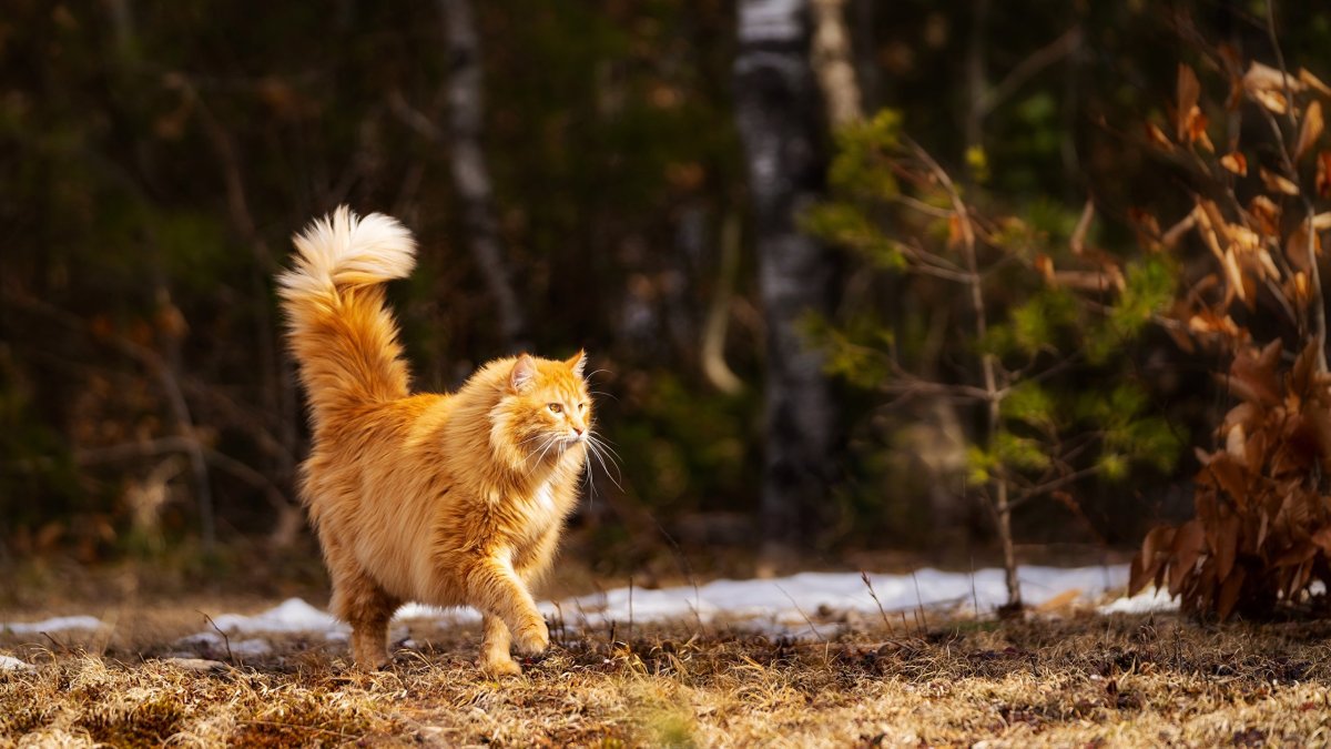 Рыжая кошка идет