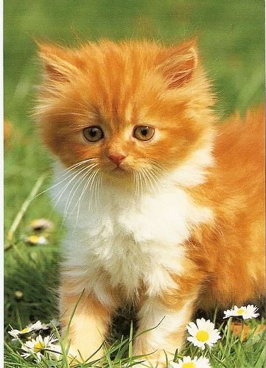 Пушистый Солнечный рыжий котенок
