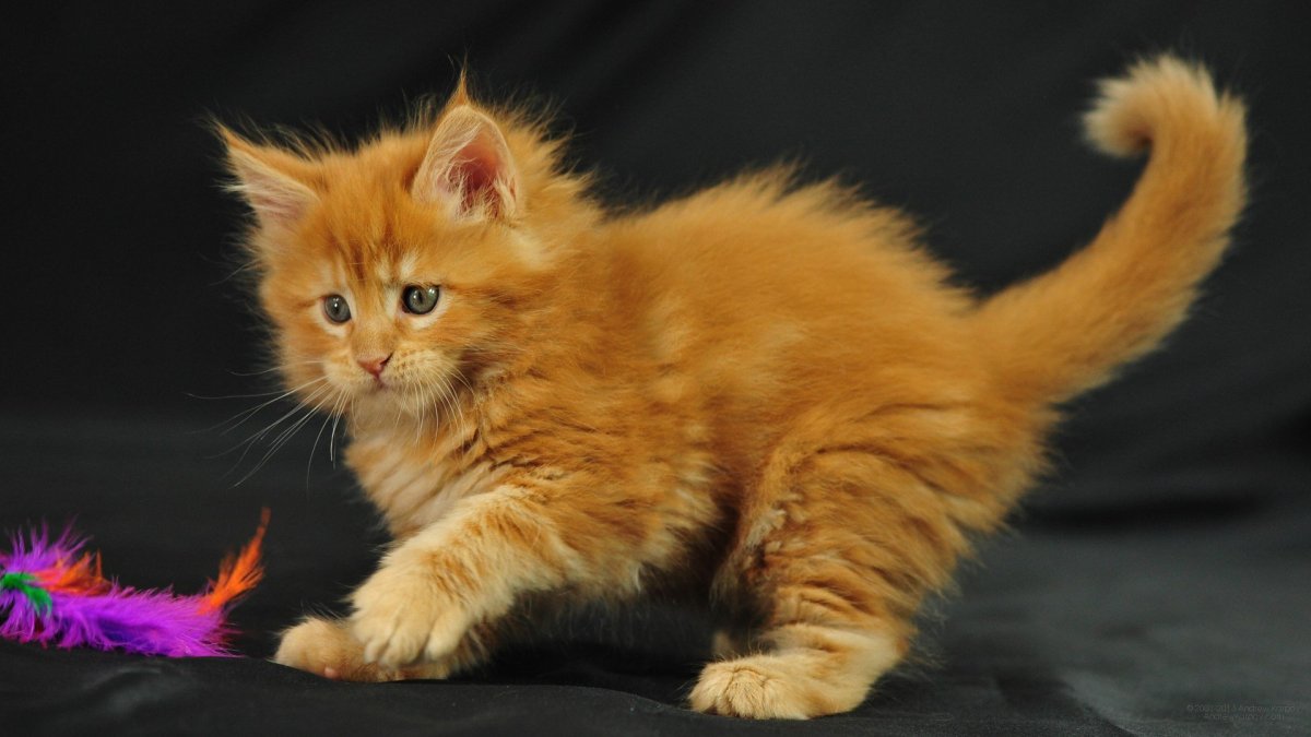 Черно рыжий Мейн кун