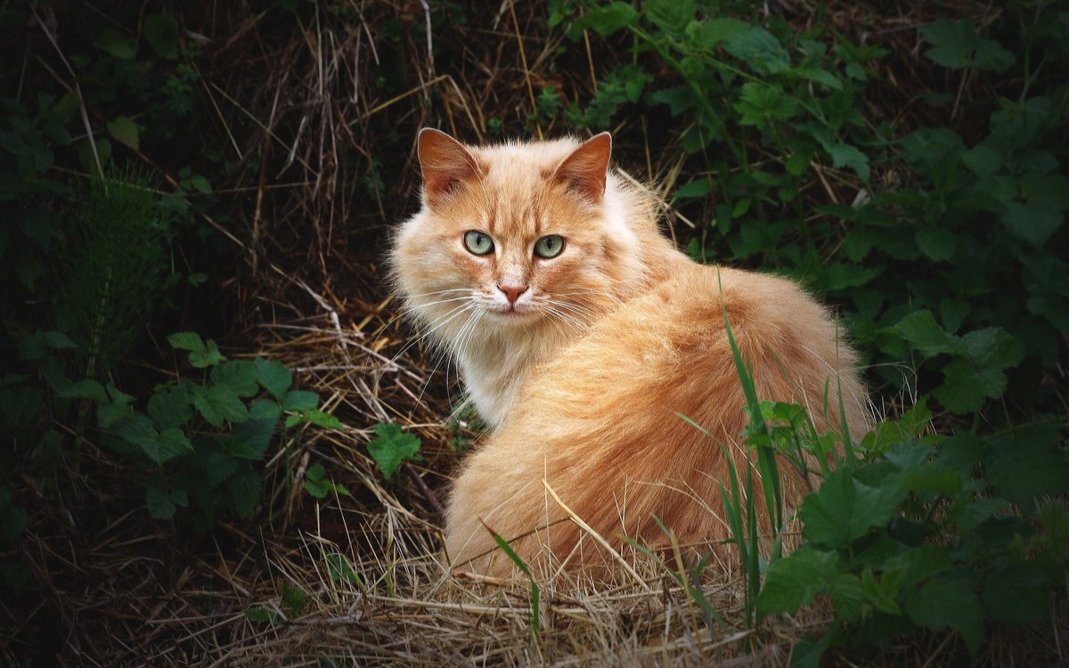 Сибирский Лесной кот рыжий