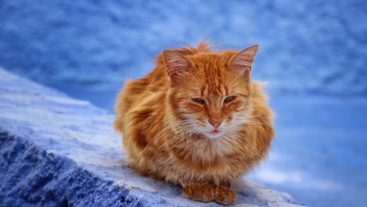 Кот обои рыжий Скандинавия