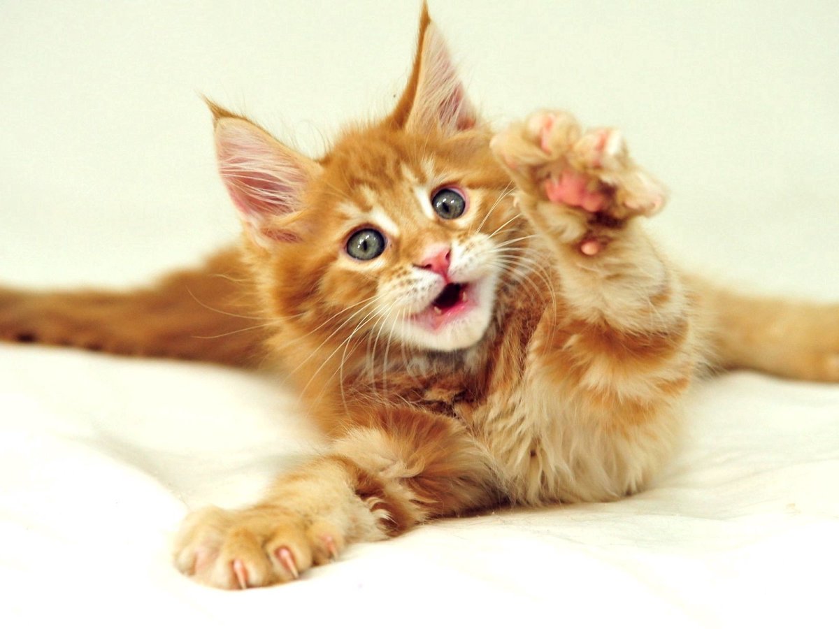 Манчкин и Мейн кун