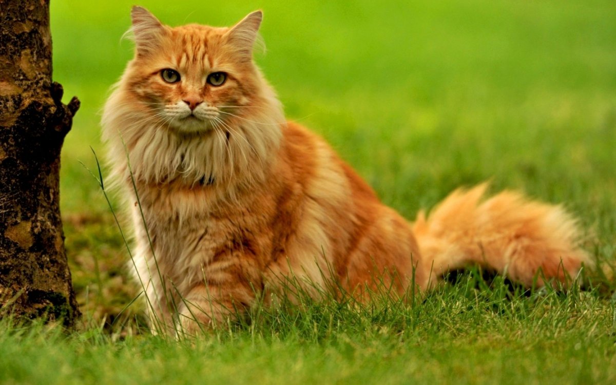 Сибирская Лесная кошка рыжая