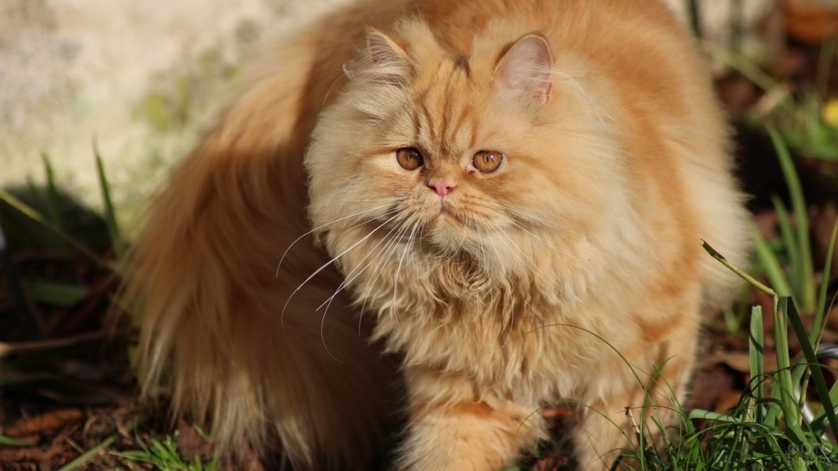 Рыжий персидский кот