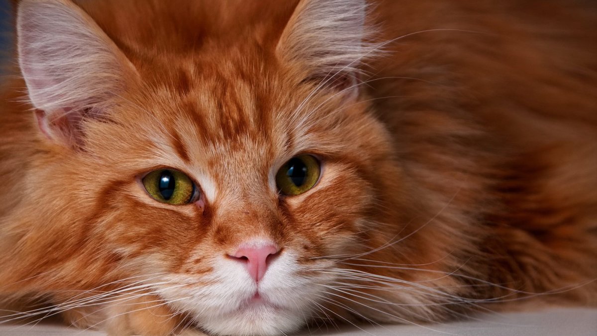 Рыжий Мейн кун с голубыми глазами