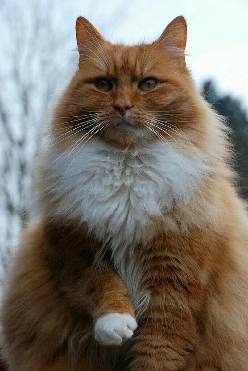 Кот пушистый рыжий