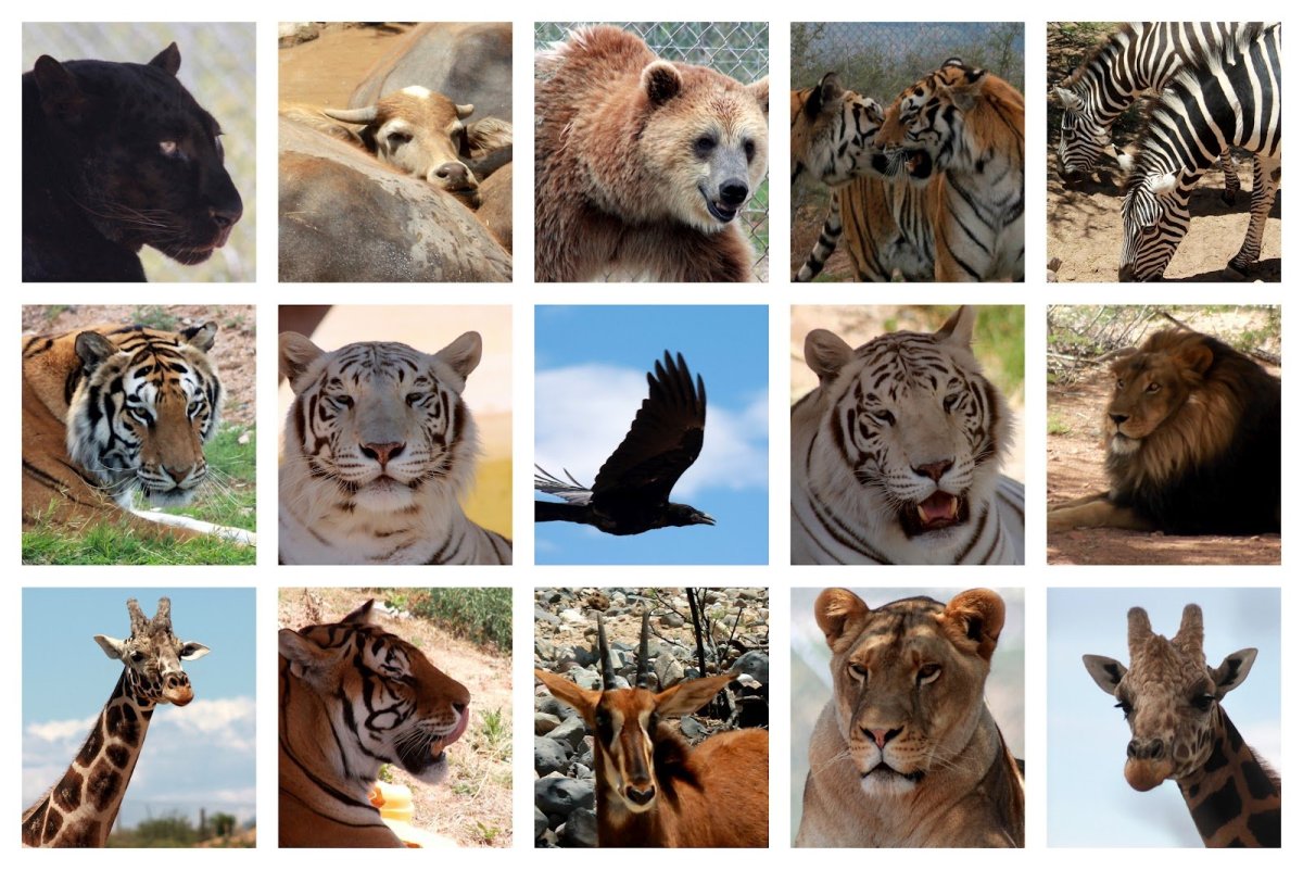 Много диких животных