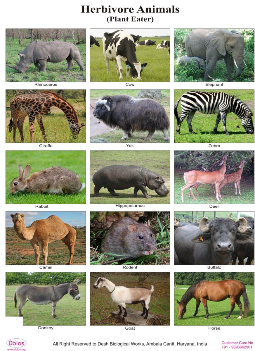 Травоядные млекопитающие