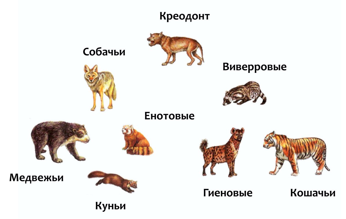 Хищники названия животных