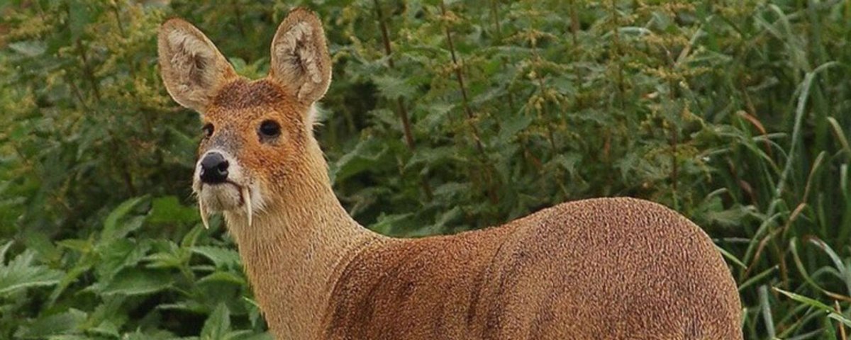 Сахалинская кабарга