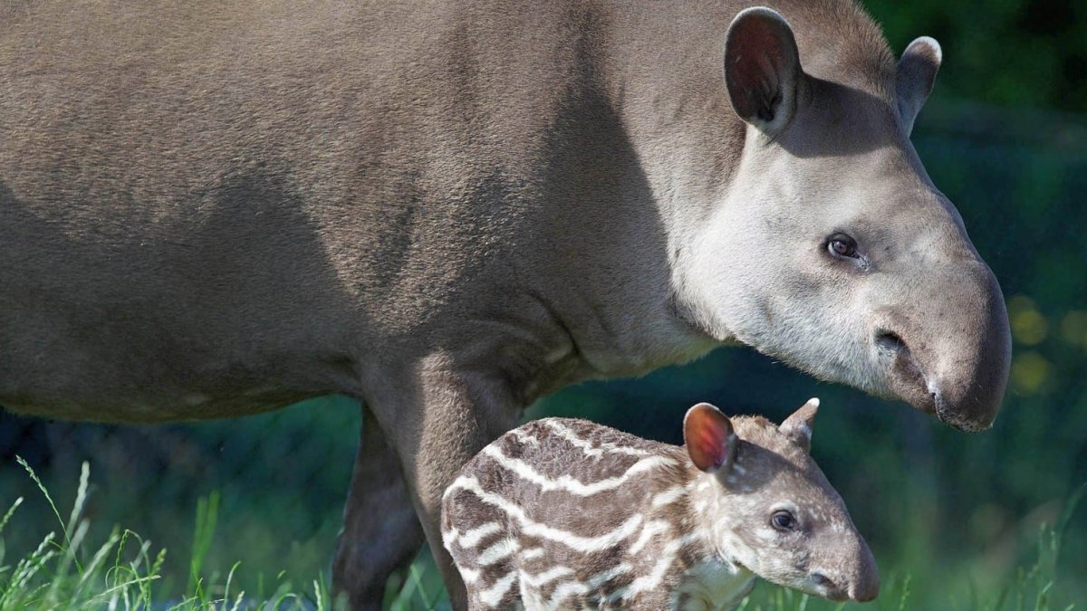 Тапир Мексика