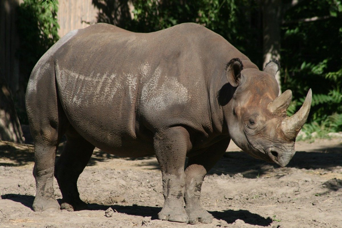 Травоядные млекопитающие