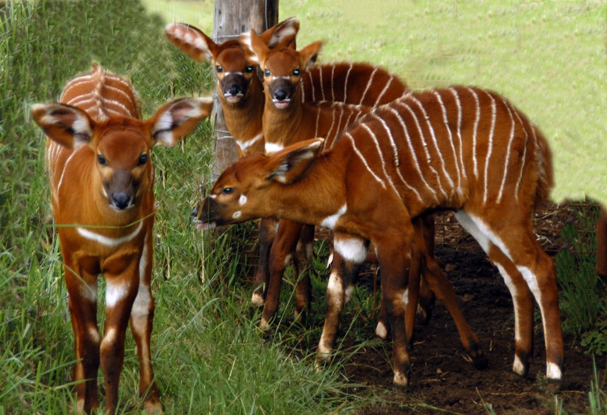 Антилопа Бонго