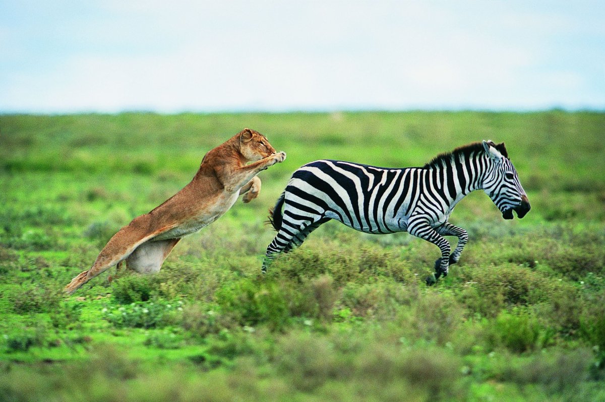 Лев охотится на зебру