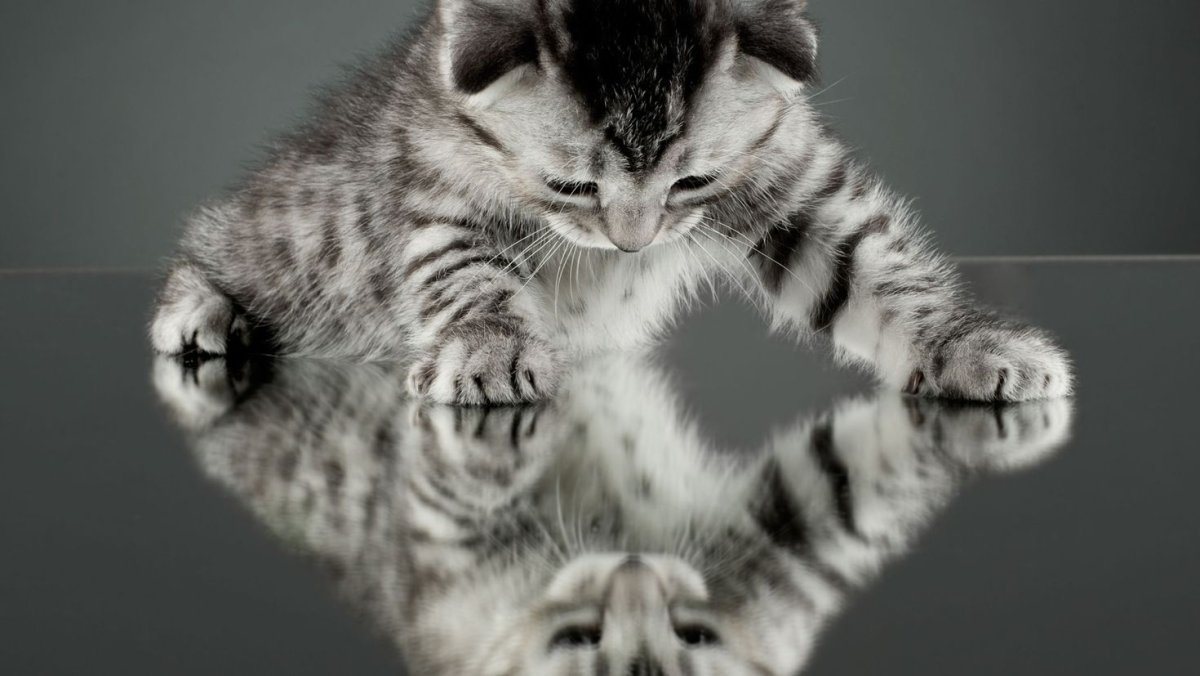 Заставка котики