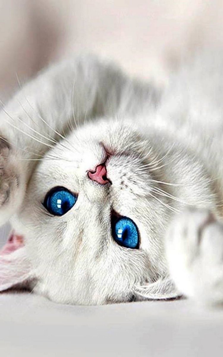 Обои с котиками