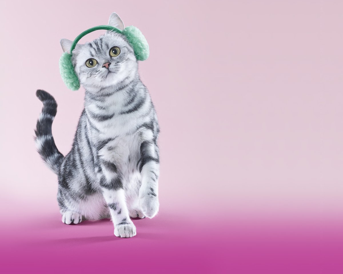 Красивые котики