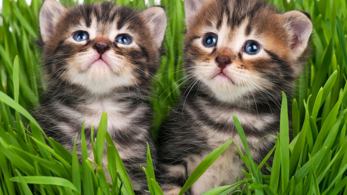 Кошки маленькие