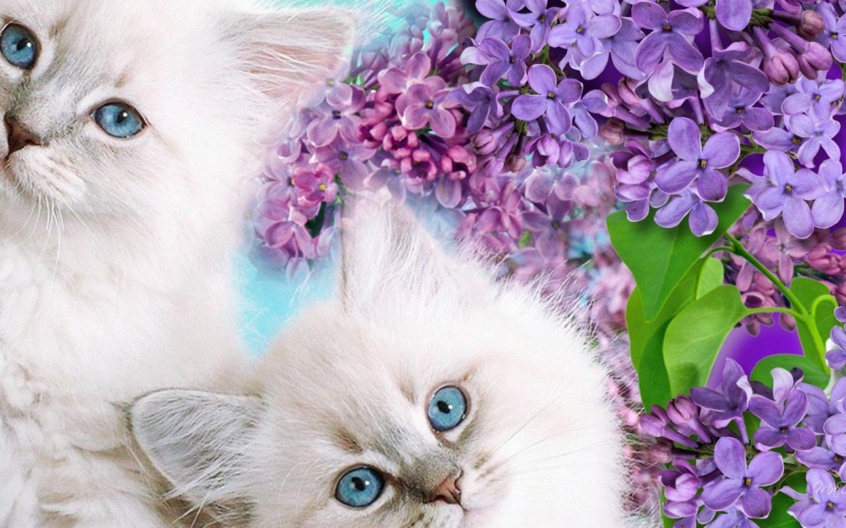 Обои на вайбер красивые