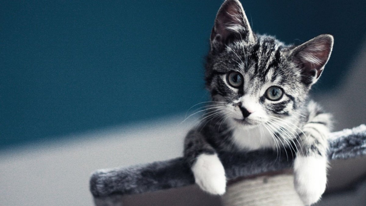 Милые мультяшные котята