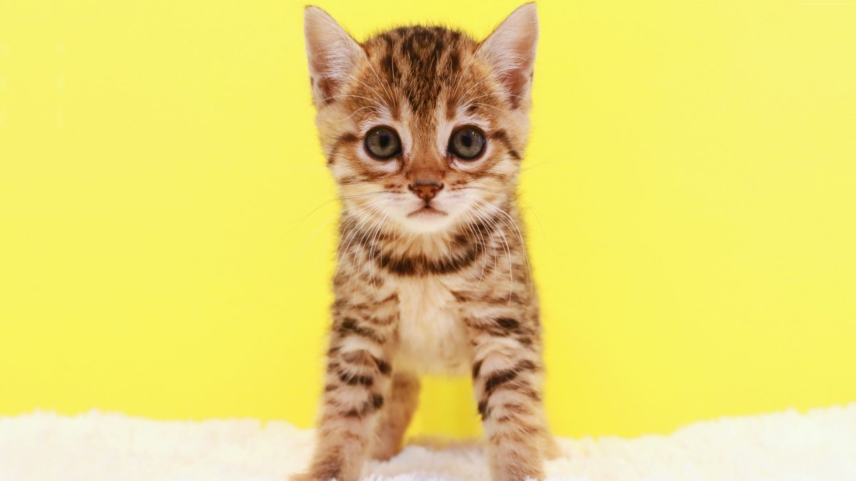 Кот в наушниках