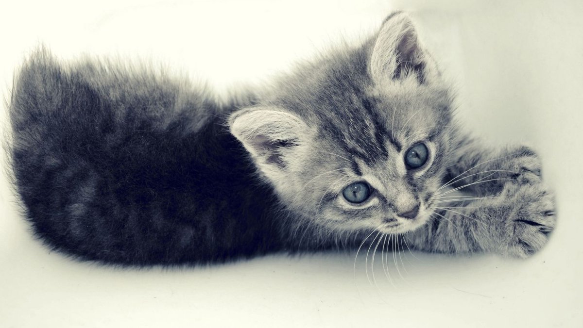 Розовый котя