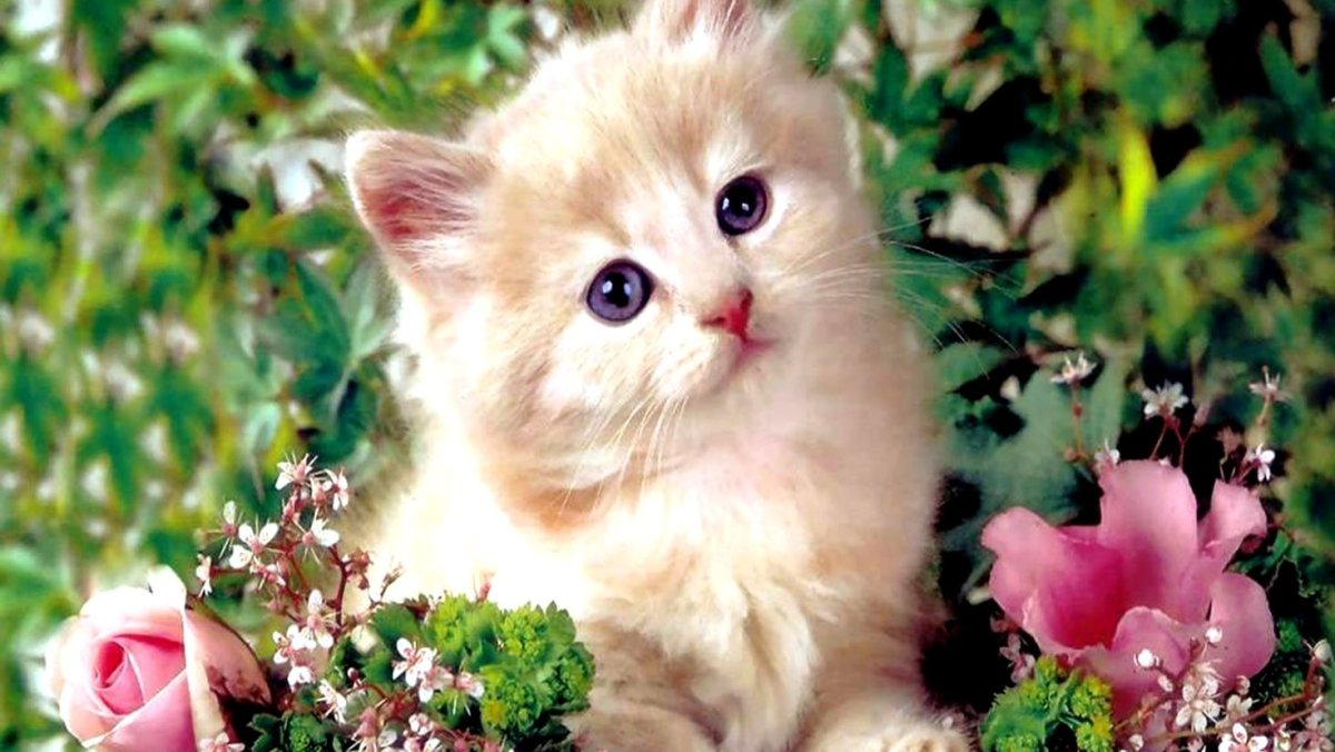 Заставка на рабочий стол коты