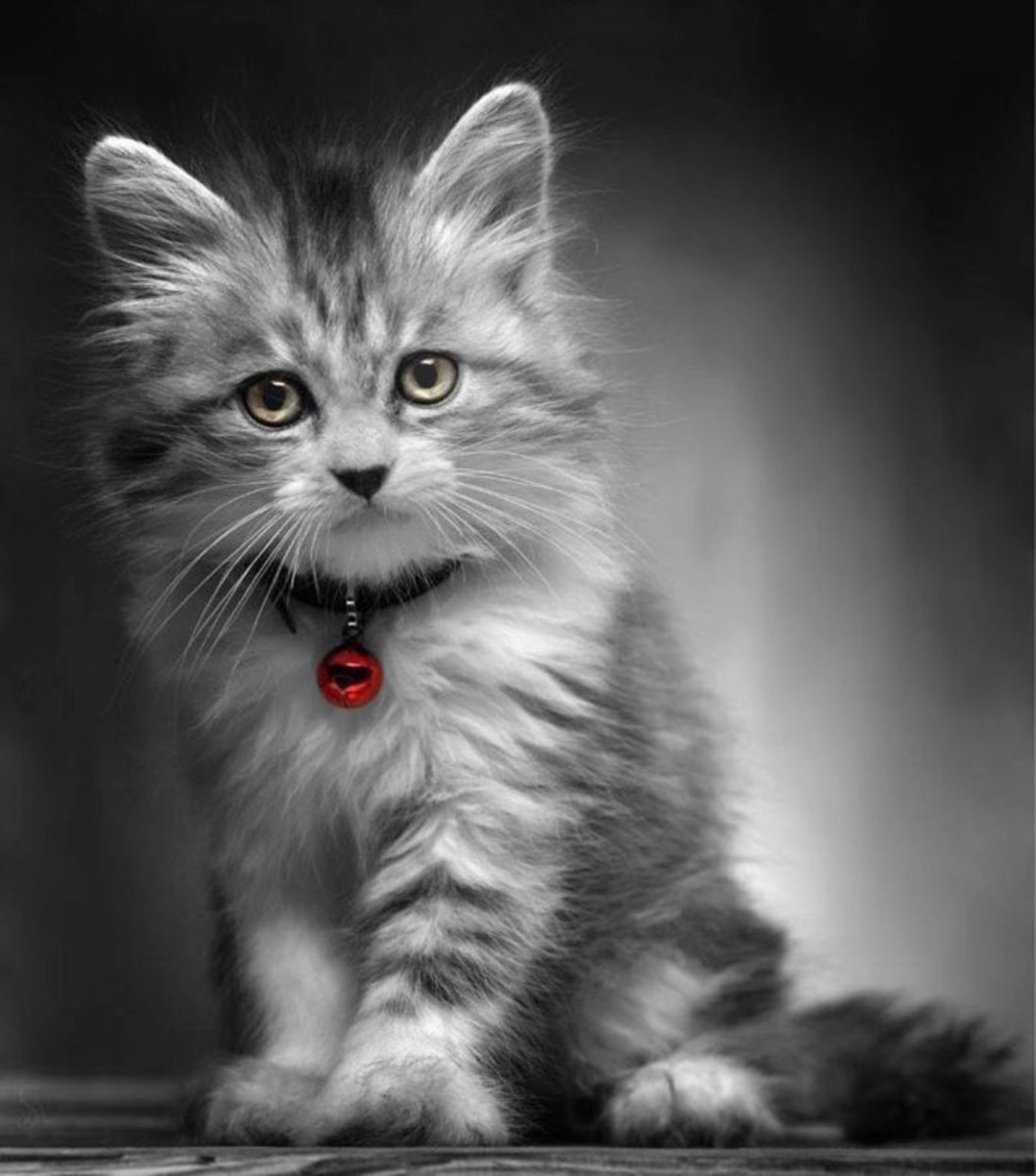 Фотоколлаж котята