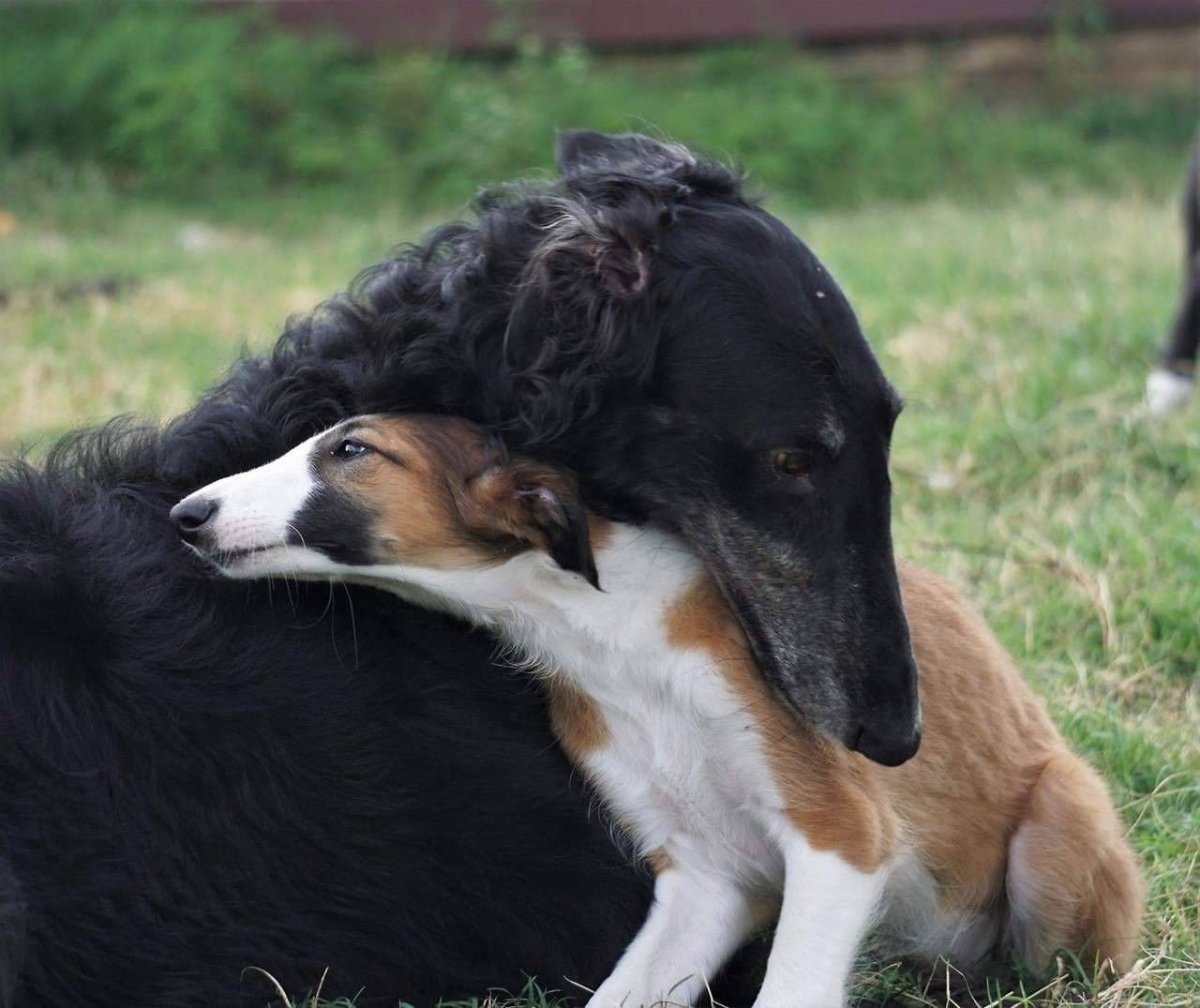 Русская псовая борзая черная