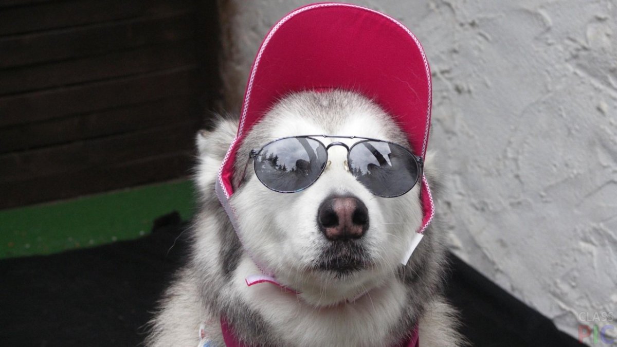 Крутая собака в очках