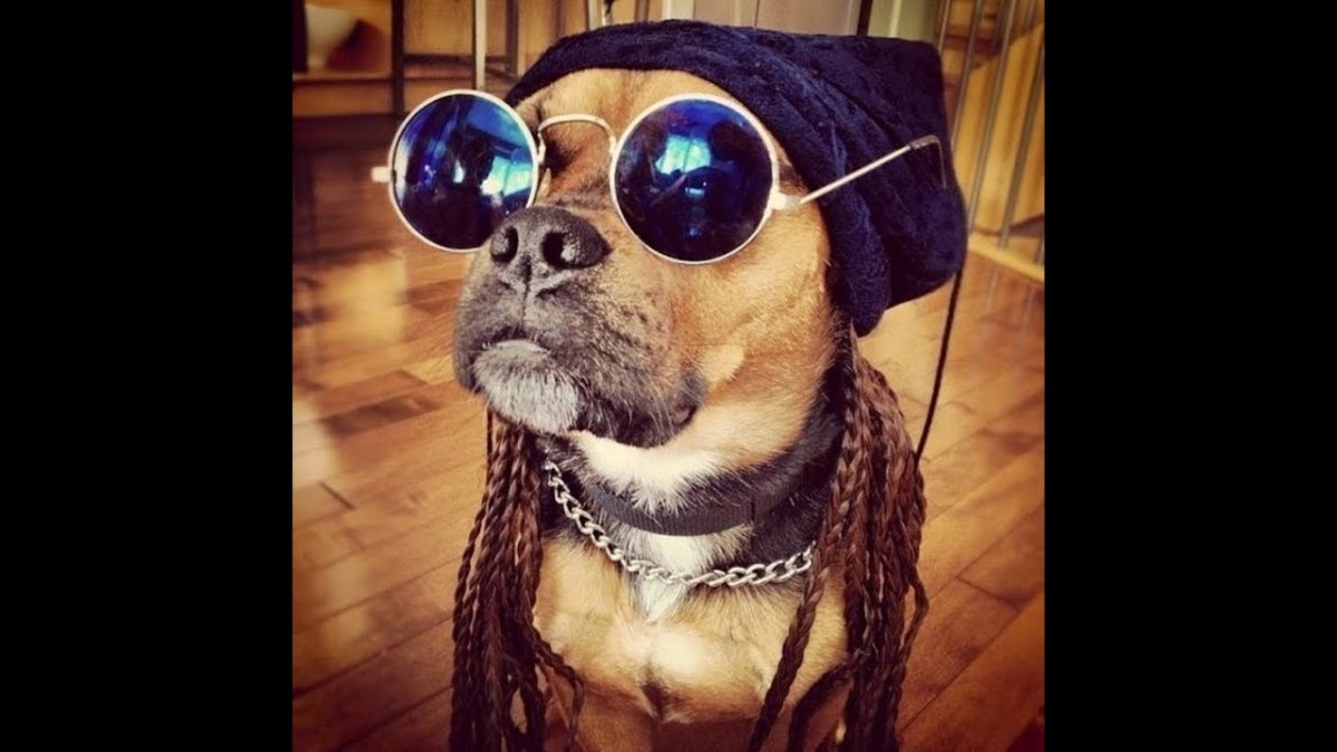 Крутые животные