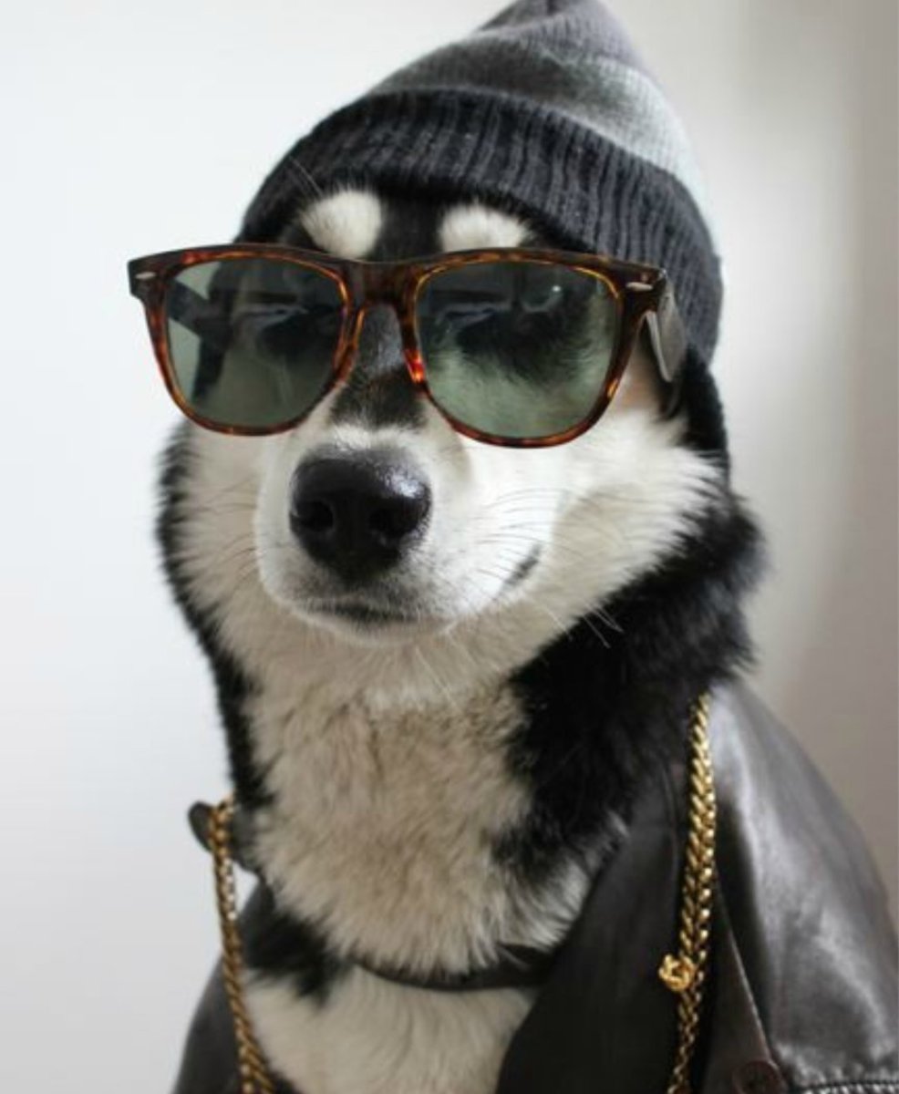 Собака в очках