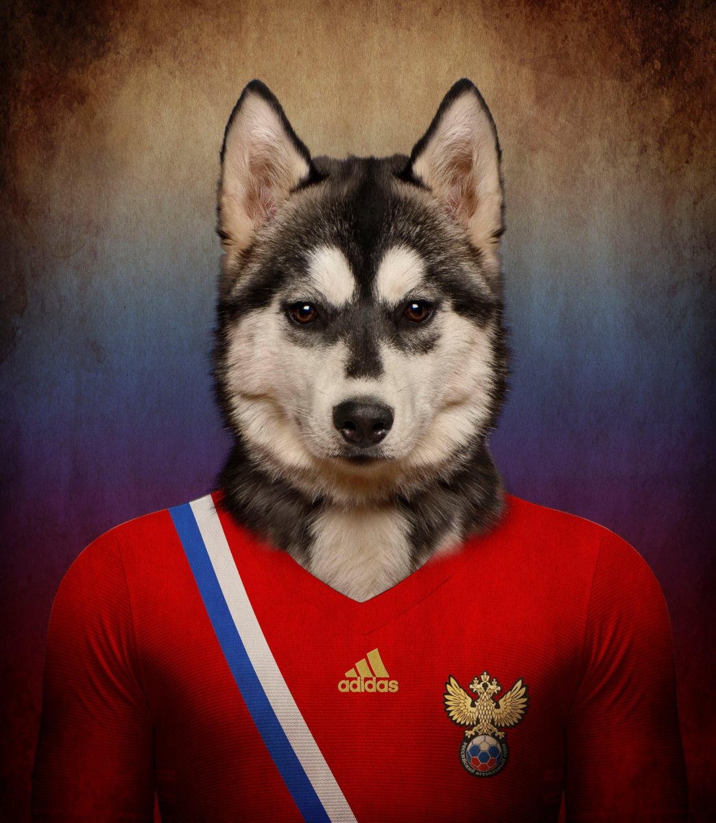 Питбуль в очках