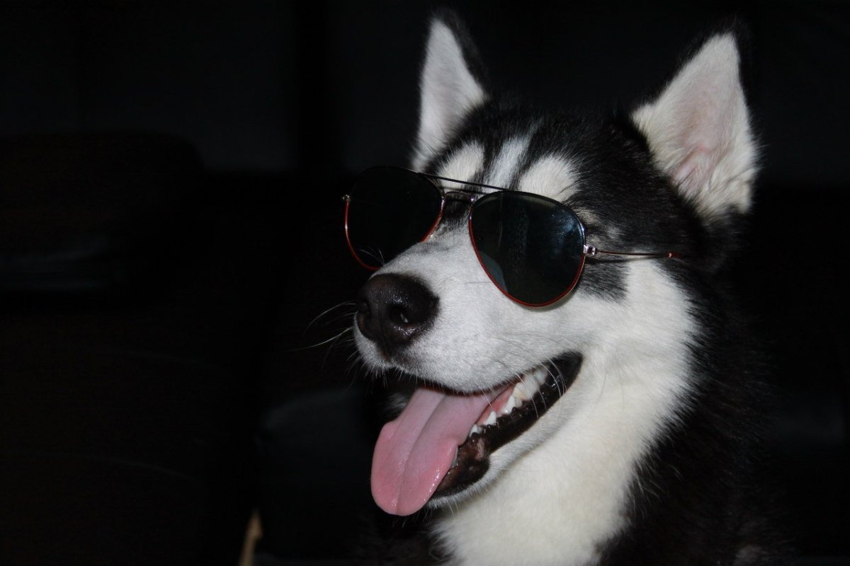 Картинки на аватарку собаки