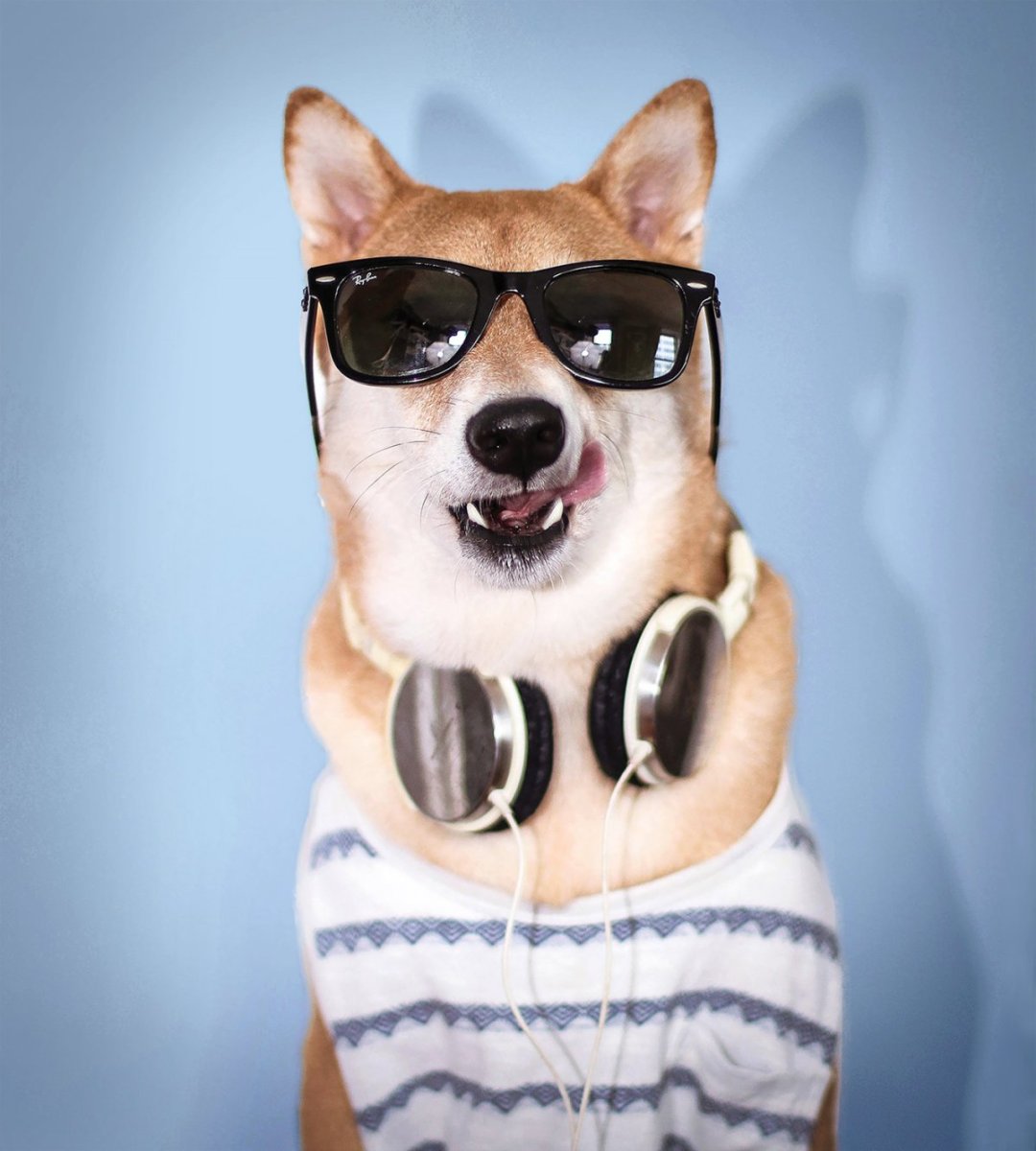 Собака на аву