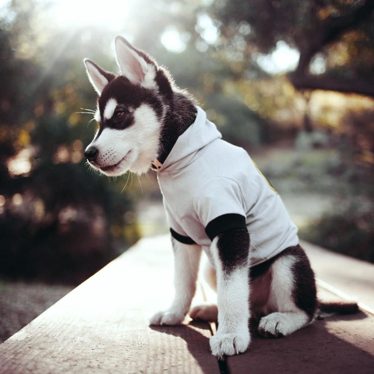 Ава собака в шапке