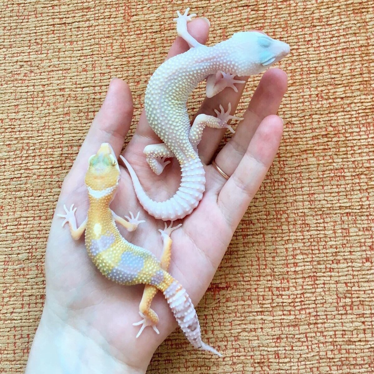 Ящерица эублефар