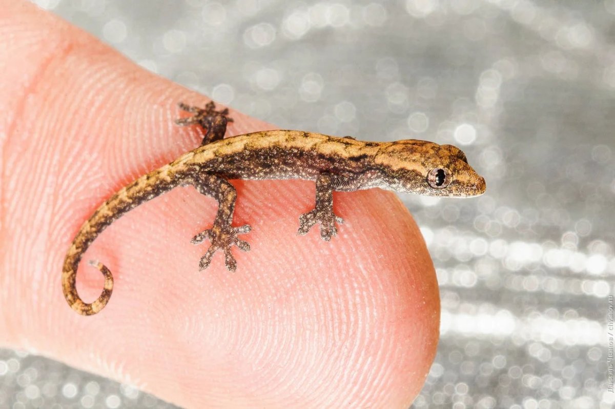 Виргинский круглопалый геккон