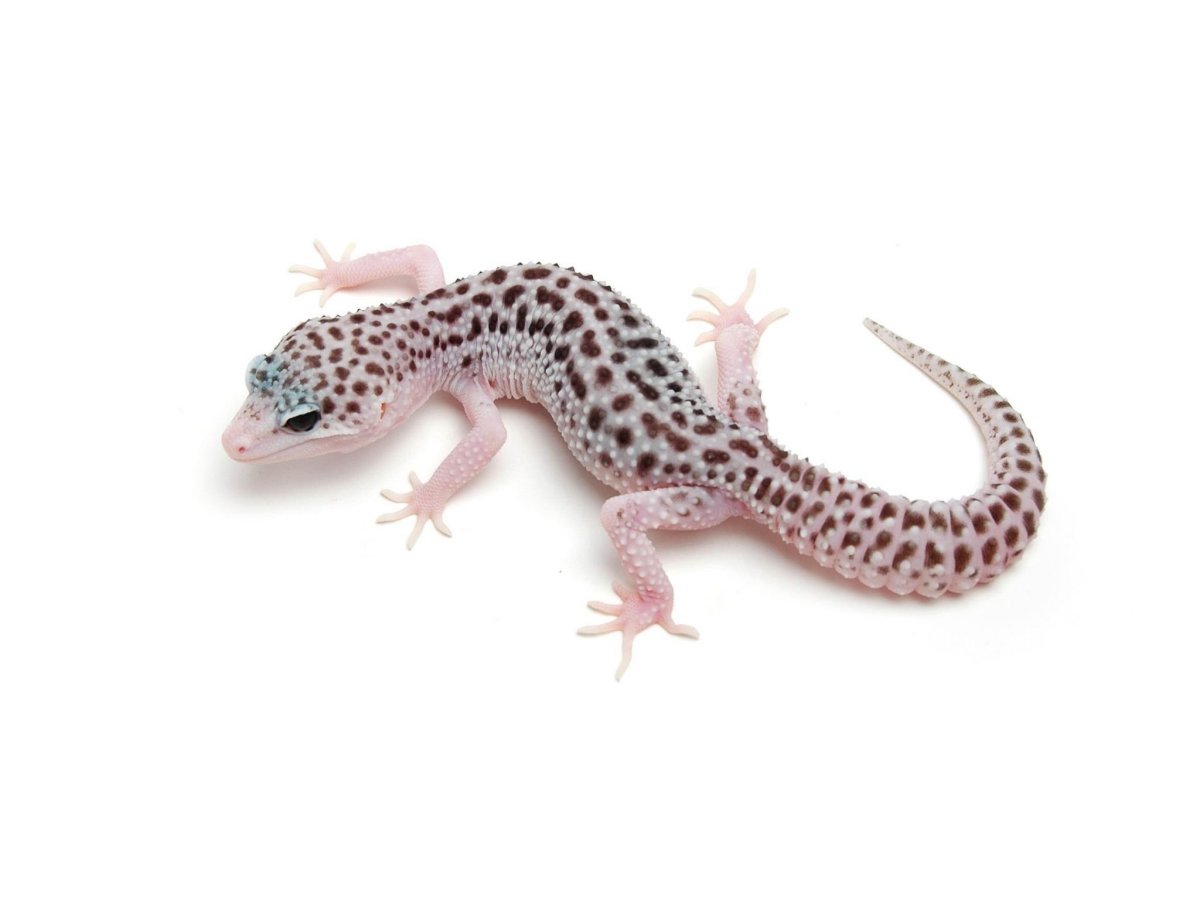 Тотал Эклипс эублефар