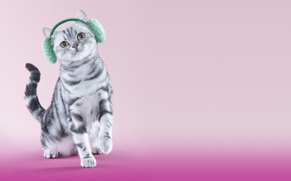 Котик на однотонном фоне