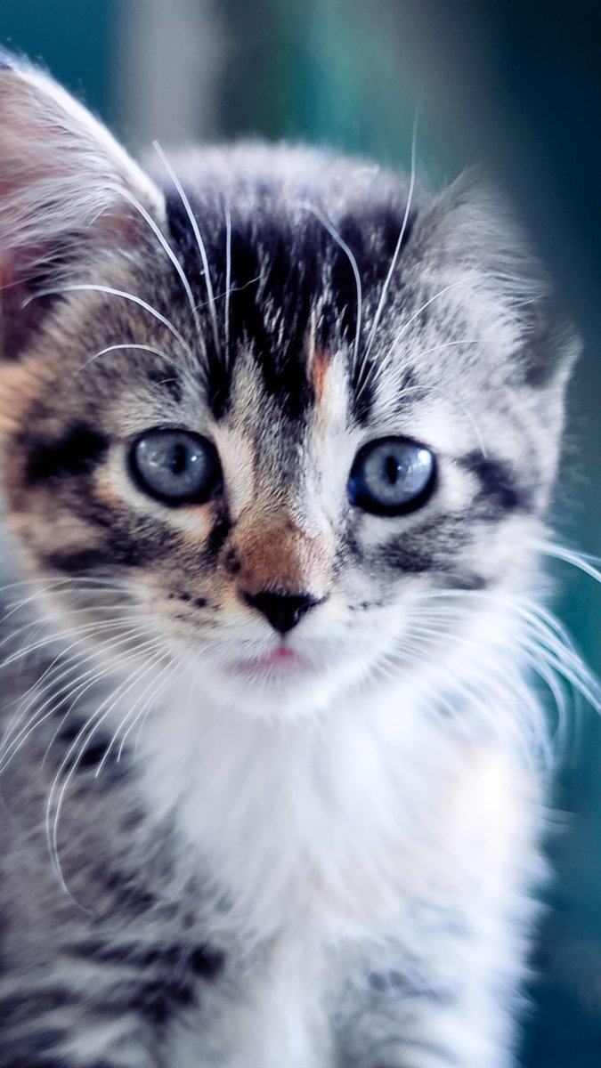 Милый котенок