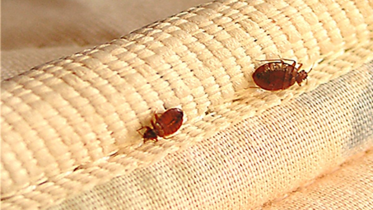 Постельный клоп с крыльями