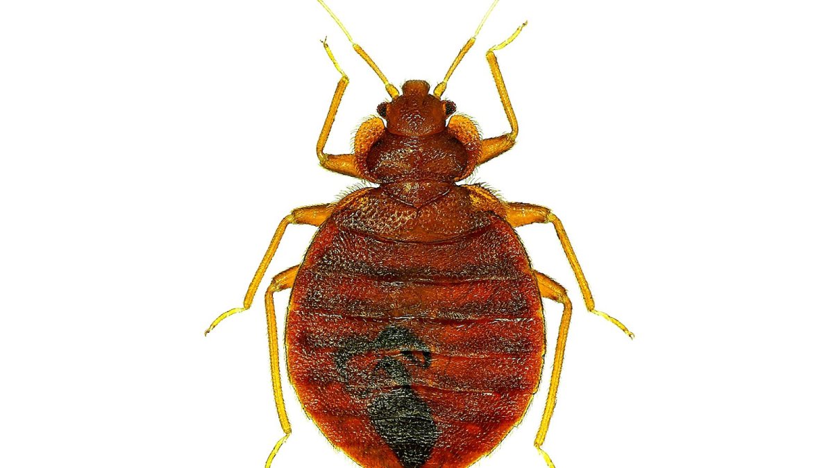 Постельный клоп борьба домашними средствами