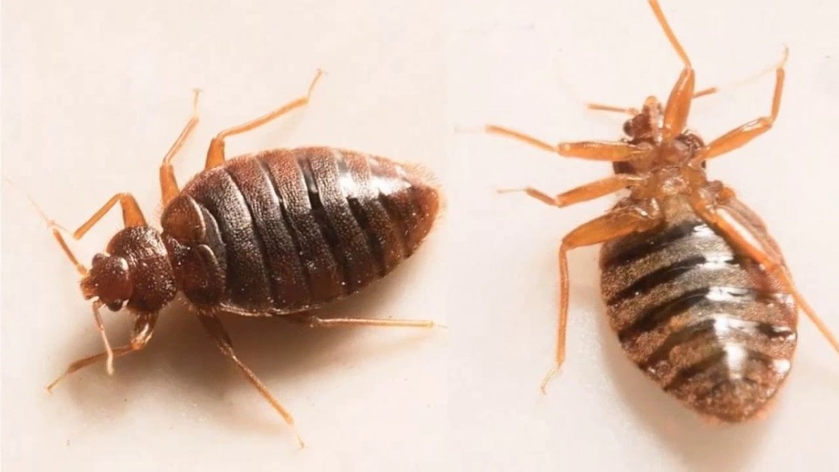 Постельный клоп Cimex lectularius (личинки, нимфы)