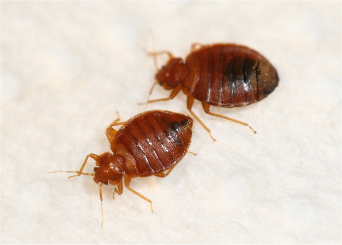 Постельный клоп (Cimex lectularius)