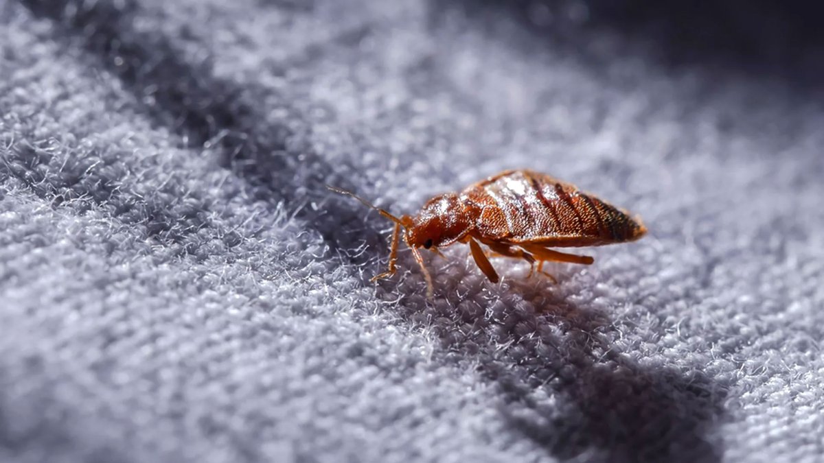 Постельные клопы африканские