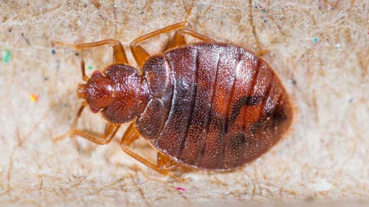 Маленькие чёрные блошки в квартире