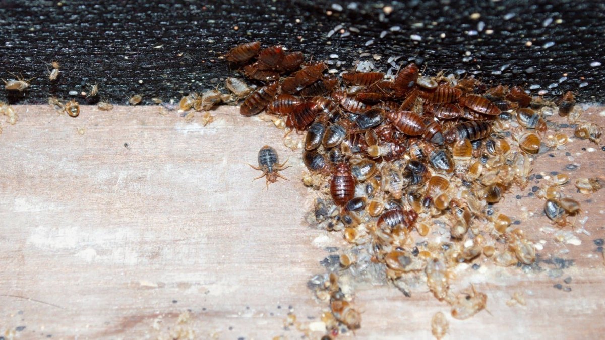 Азиатский клоп на белом фоне