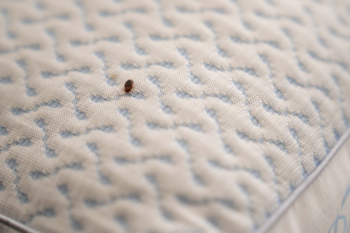 Бельевые клопы санэпидемстанция