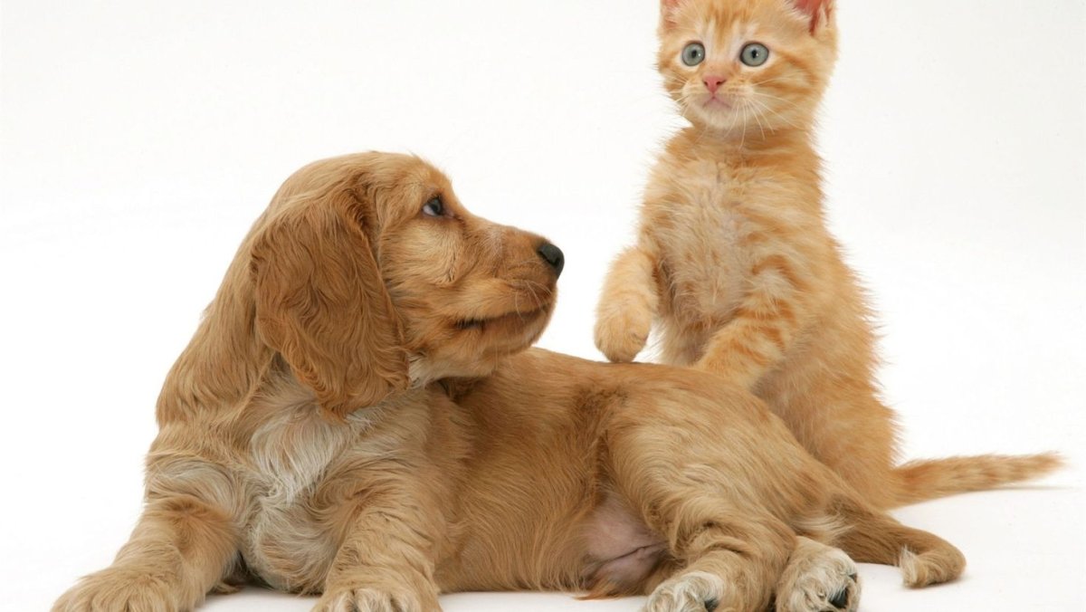 Кошечки собачки на белом фоне